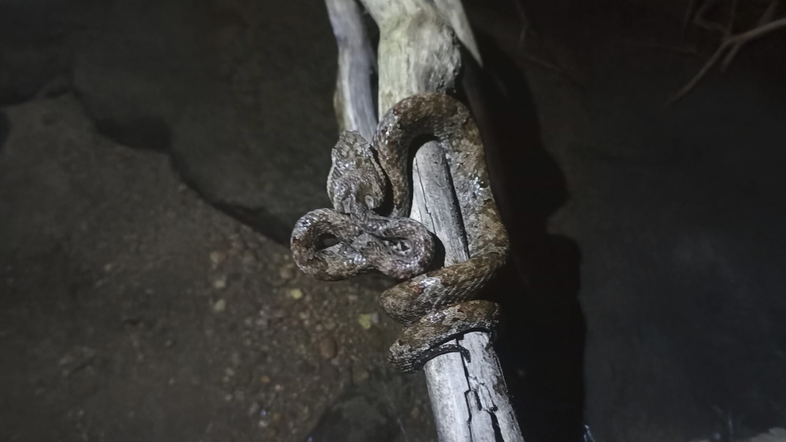 Ular Beludak, Penjaga Ekosistem Gunung Muria