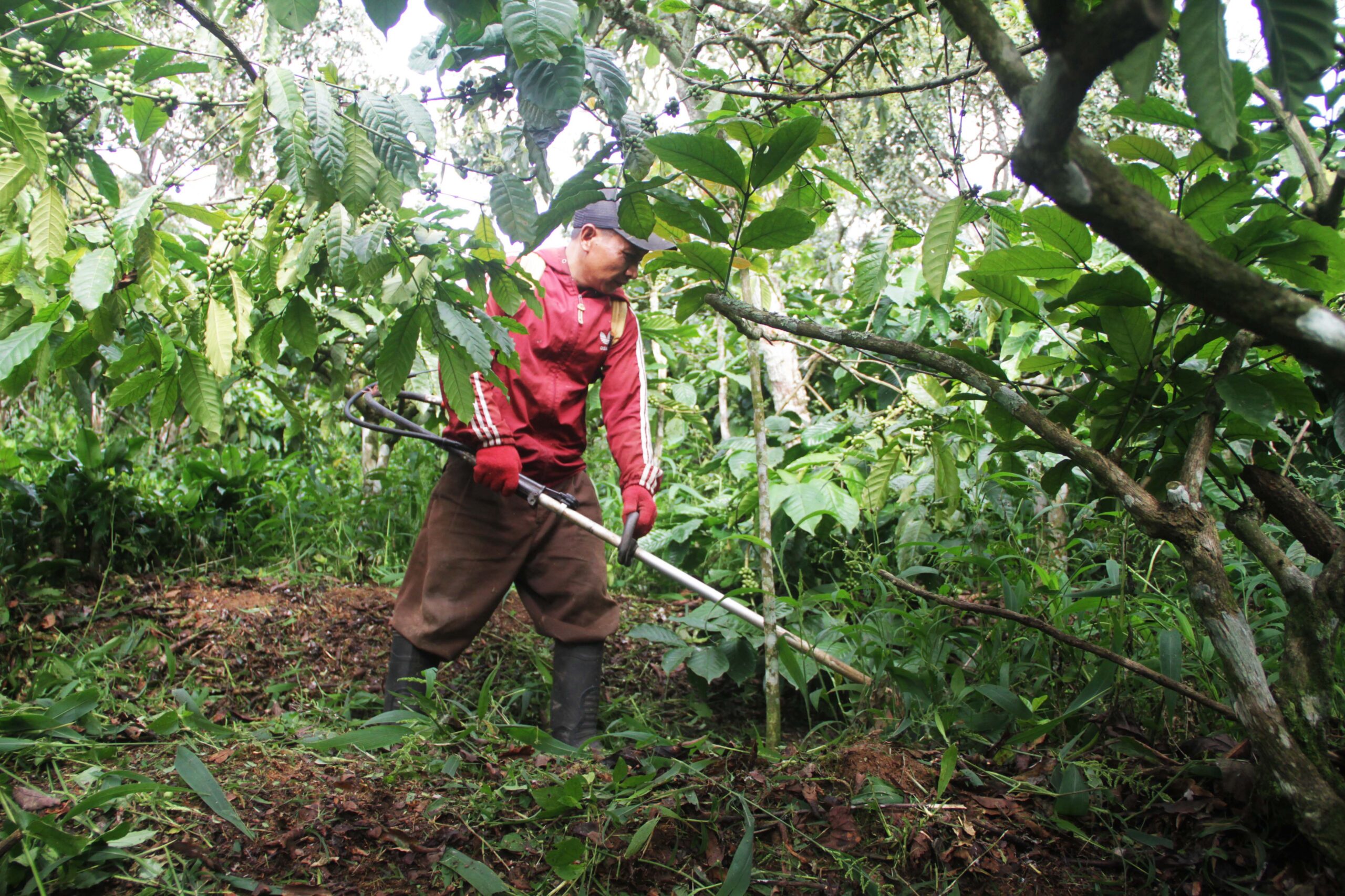 Ular Beludak, Penjaga Ekosistem Gunung Muria