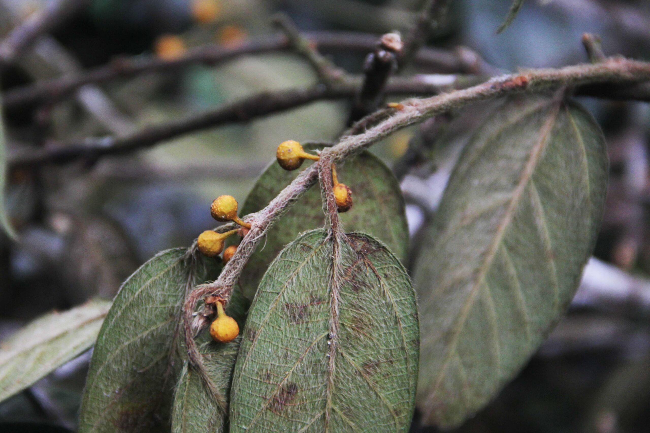 Menjaga Hutan, Melindungi Owa Jawa di Gunung Halimun Salak
