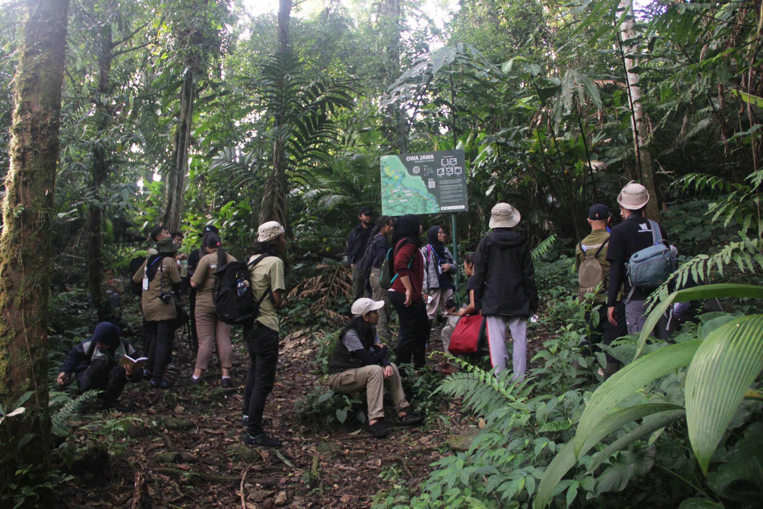 Menjaga Hutan, Melindungi Owa Jawa di Gunung Halimun Salak