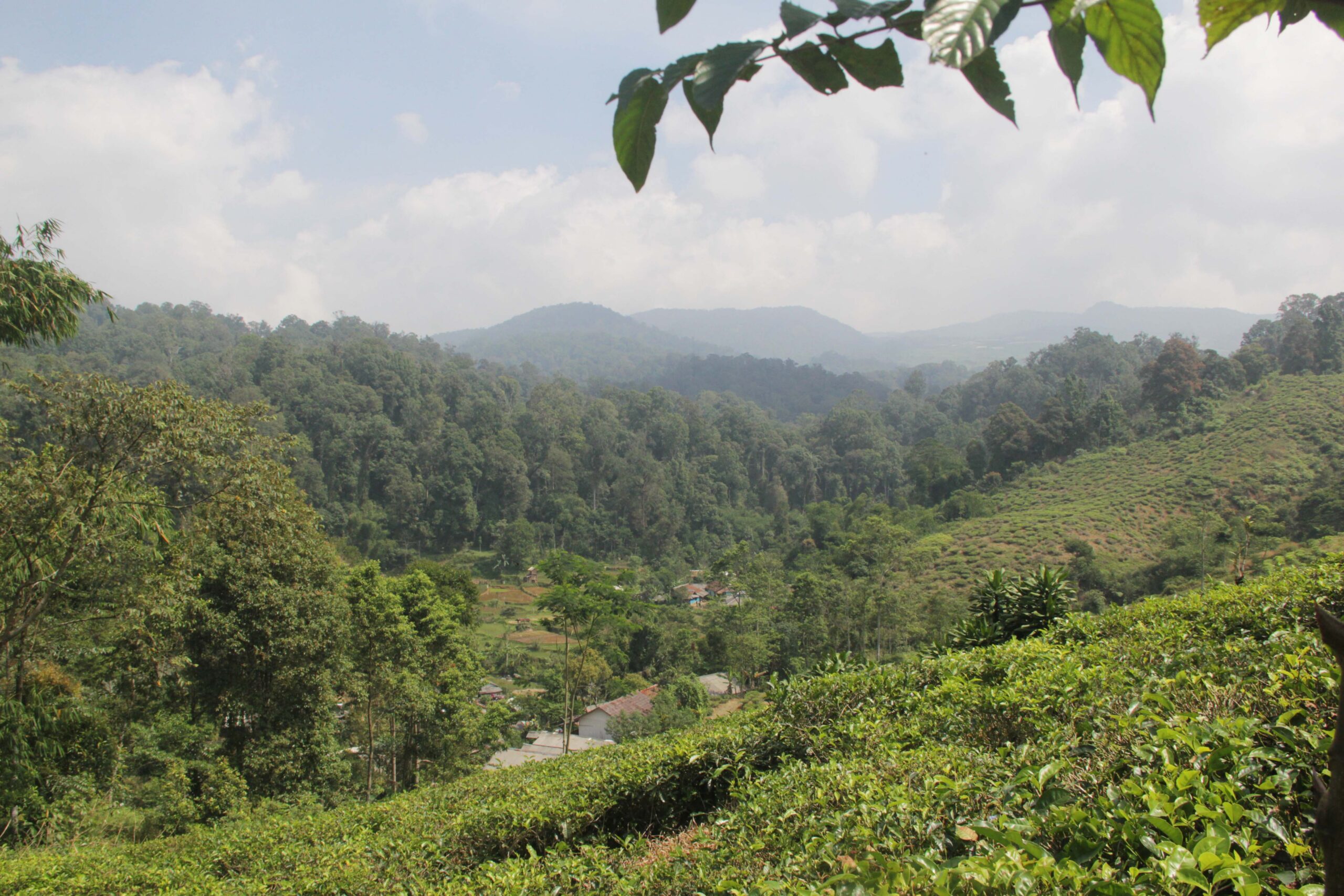 Menjaga Hutan, Melindungi Owa Jawa di Gunung Halimun Salak