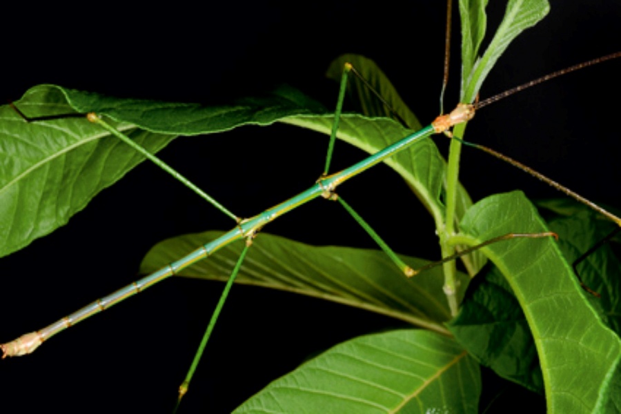 Spesies Baru, Serangga Ranting Endemik Pulau Sumba