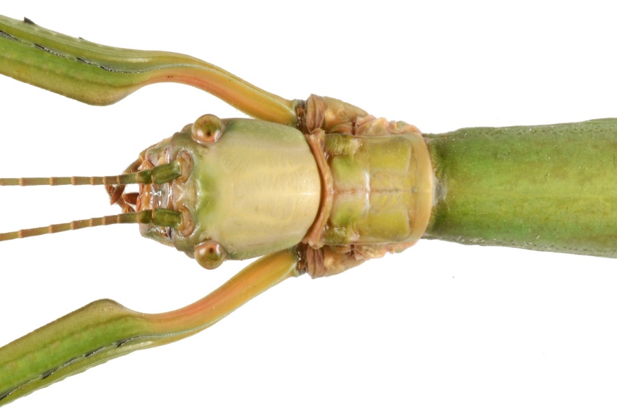 Spesies Baru, Serangga Ranting Endemik Pulau Sumba