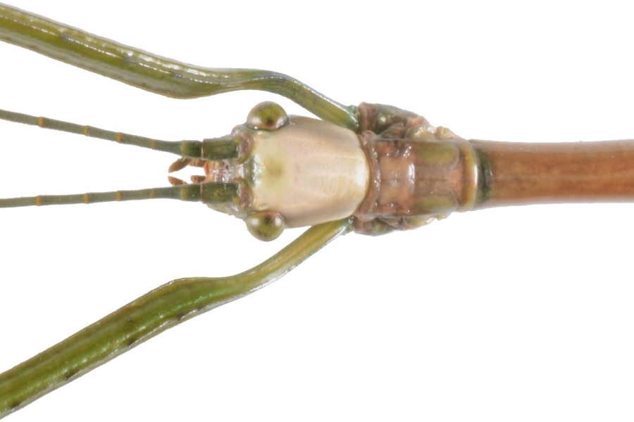 Spesies Baru, Serangga Ranting Endemik Pulau Sumba