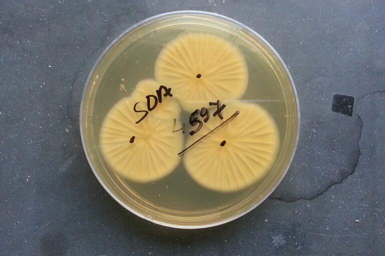 Jamur Invasif yang Menginfeksi Organ Tubuh Menyebar Cepat Seiring Suhu Bumi yang Memanas