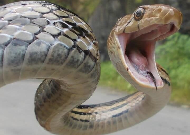 Ular Lanang Sapi: Mengapa Predator Ini Memakai Nama Hewan Ternak?