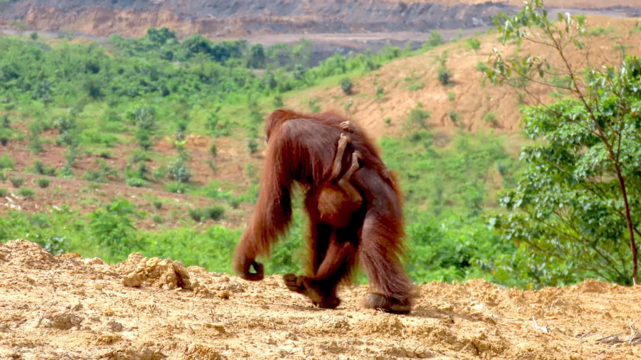 Kisah Haru Orangutan dan Bayi Kembarnya di Habitat Rusak Kalimantan Timur