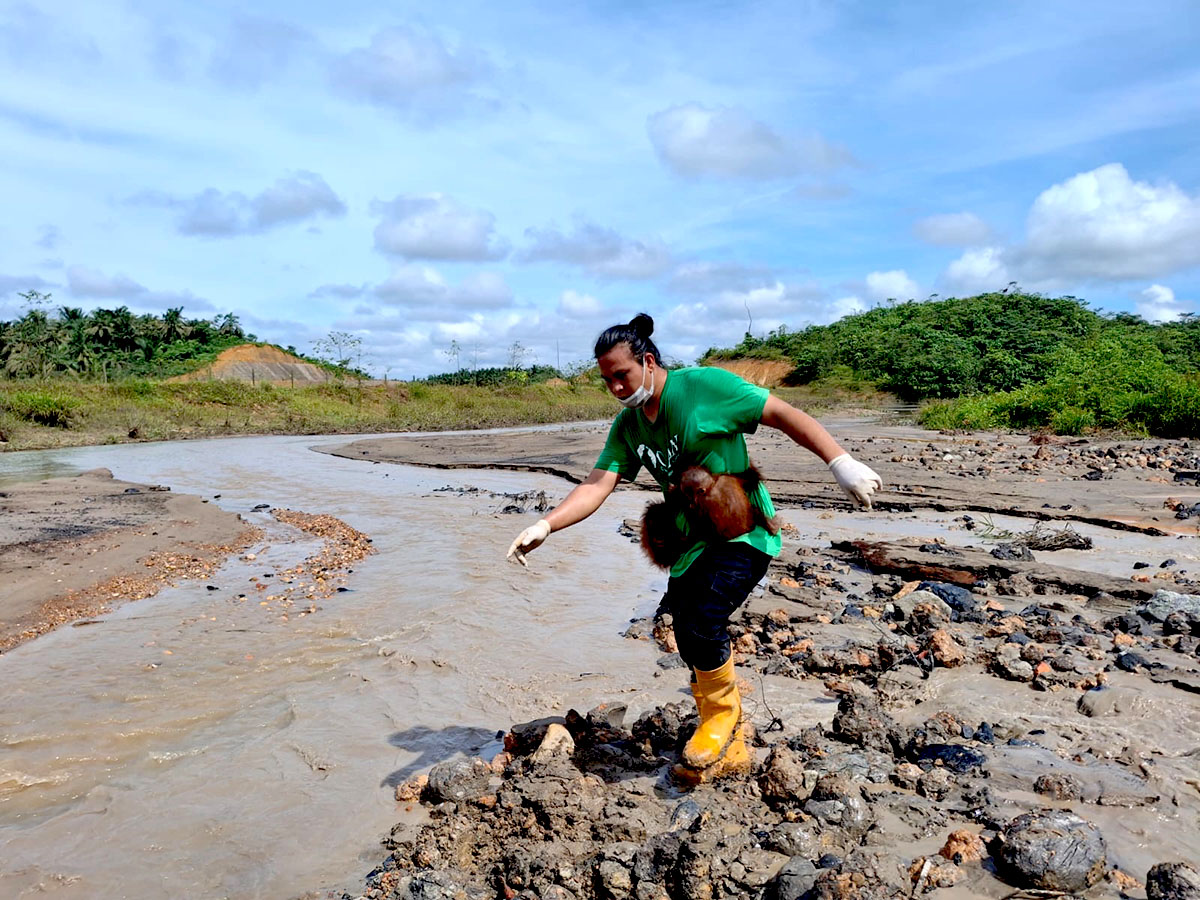 Kisah Haru Orangutan dan Bayi Kembarnya di Habitat Rusak Kalimantan Timur