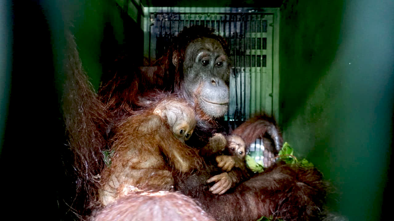 Kisah Haru Orangutan dan Bayi Kembarnya di Habitat Rusak Kalimantan Timur