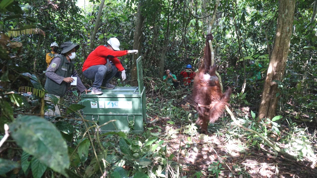 Kisah Haru Orangutan dan Bayi Kembarnya di Habitat Rusak Kalimantan Timur