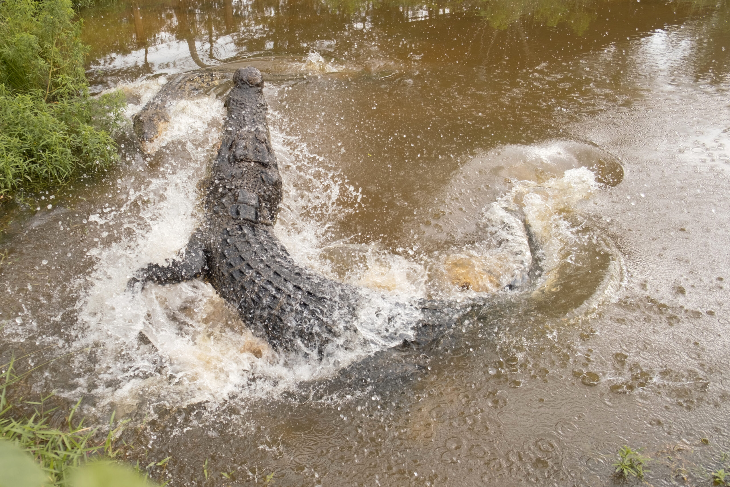 Dulu Harmonis, Kini Masyarakat Bangka Belitung Berkonflik dengan Buaya Muara