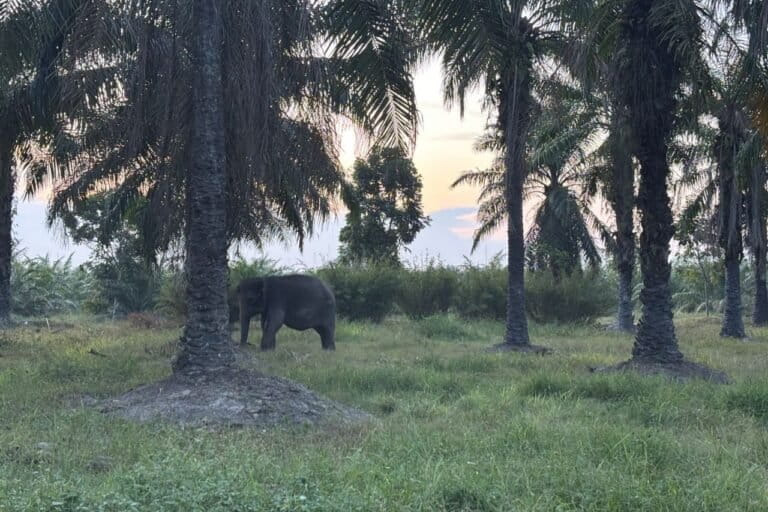 Desak Usut Tuntas Kematian Gajah di Kebun Binatang R Zoo