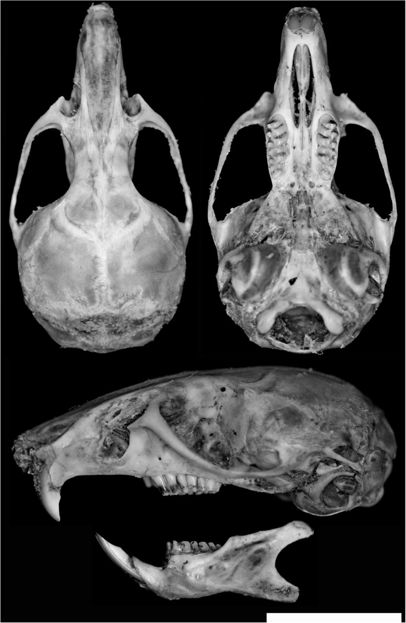 Tanpa Tumbuhan, Bagaimana Mamalia ini Bertahan di ketinggian 6.700 mdpl di Habitat Tertinggi Dunia?