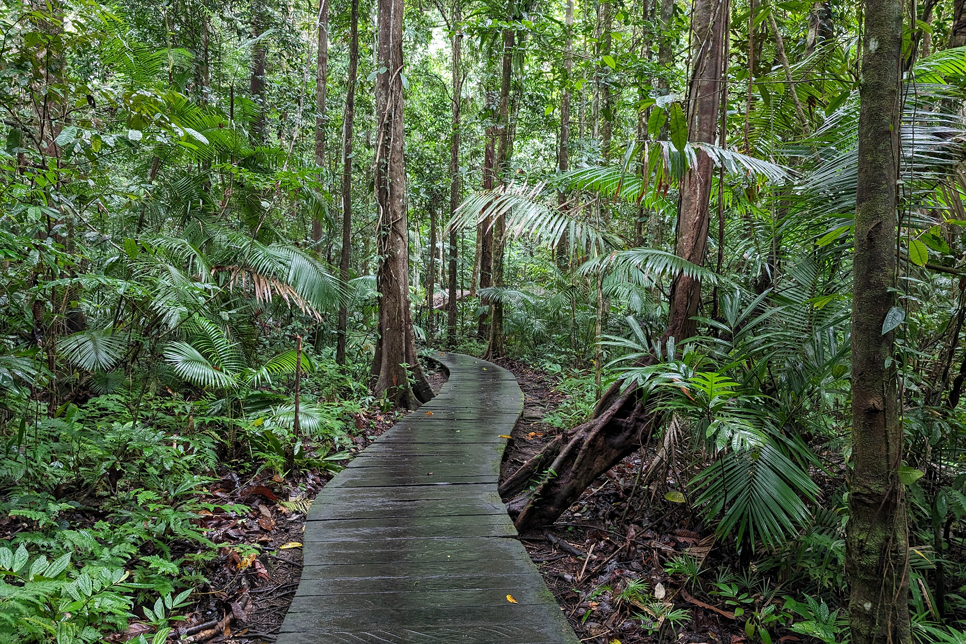 Pekerja Konservasi: Profesi yang Dibangun di Atas Harapan, Tertekan oleh Kehilangan