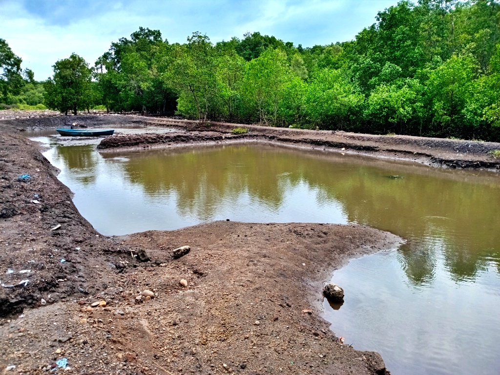 Kala Hutan Mangrove Maumere Kian Terbabat untuk Tambak