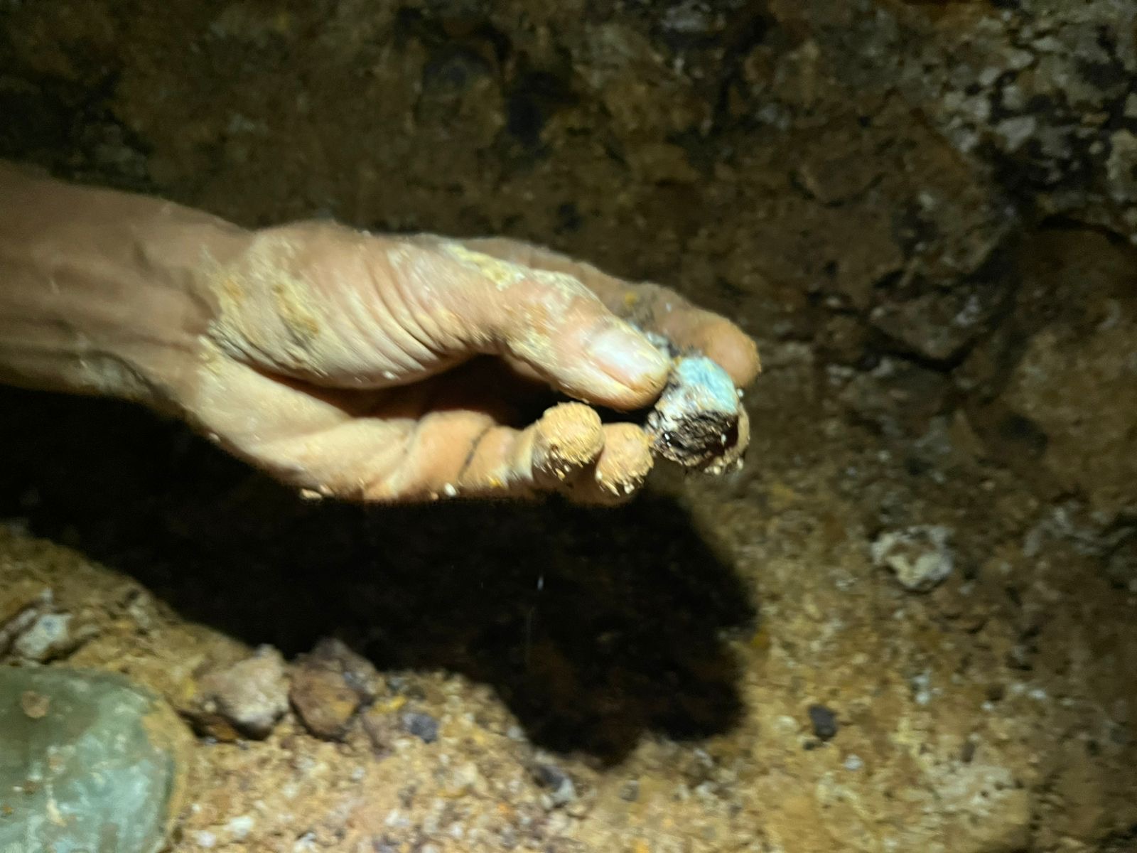 Kucing-kucingan Demi Sebongkah Emas Mandailing Natal