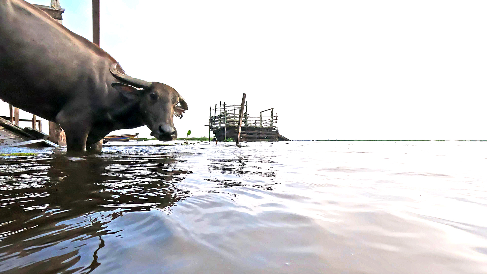 kerbau rawa bersiap masuk air rawa3