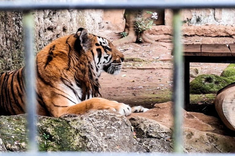 Kematian Huru dan Hara, Anak Harimau Benggala di Tengah Huru Hara Bandung Zoo