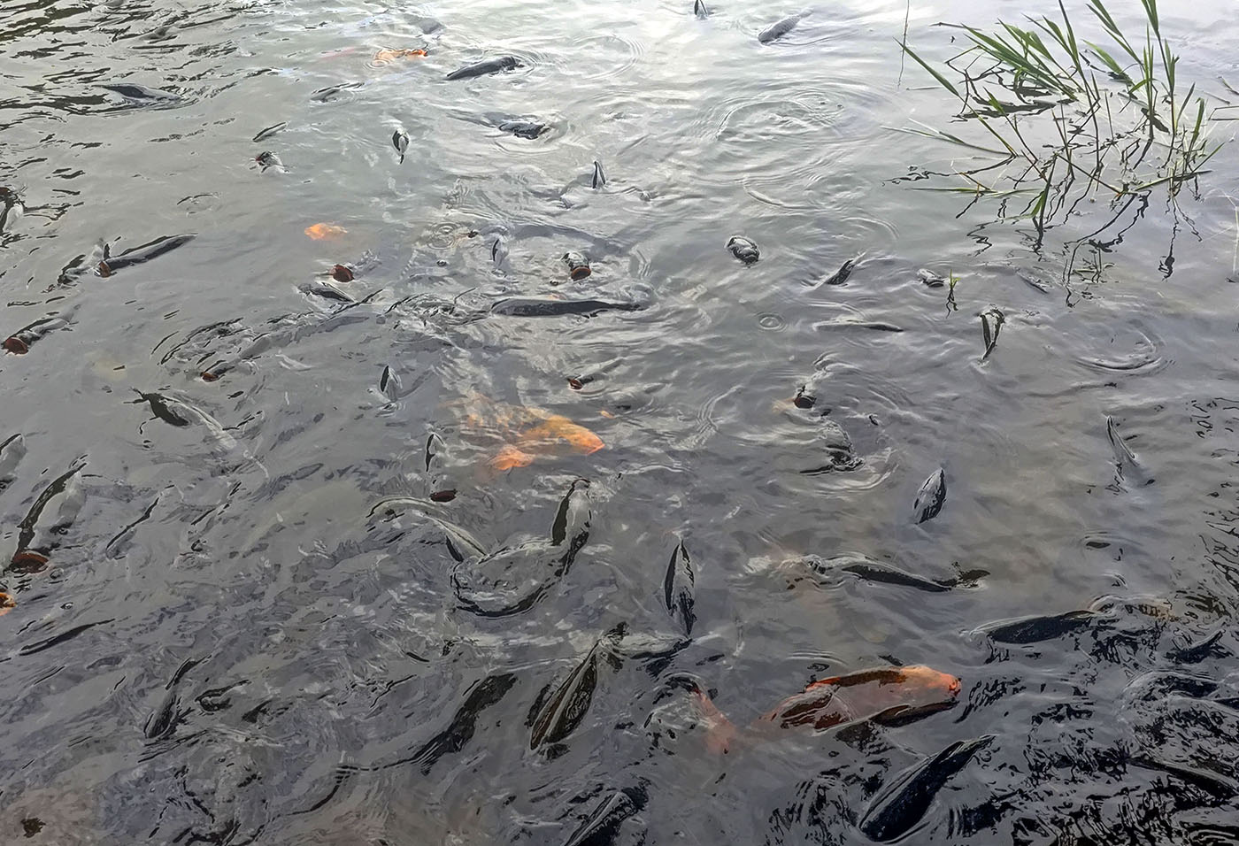 Mitos Ikan yang Menjaga Kelestarian Telaga Ranjeng