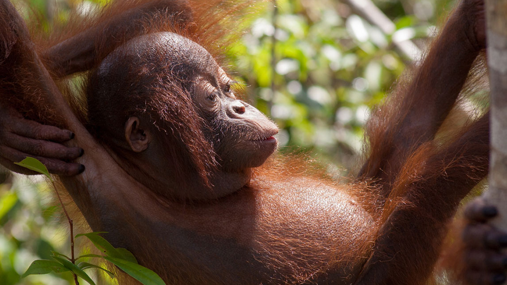 Totalitas Birute Galdikas untuk Orangutan Kalimantan [2]