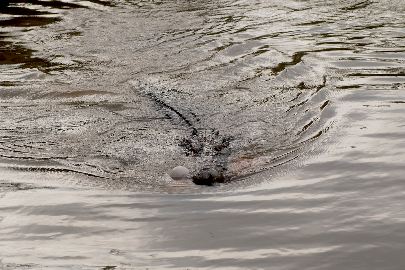 Adakah Wilayah Bebas Konflik Buaya Muara di Bangka Belitung?