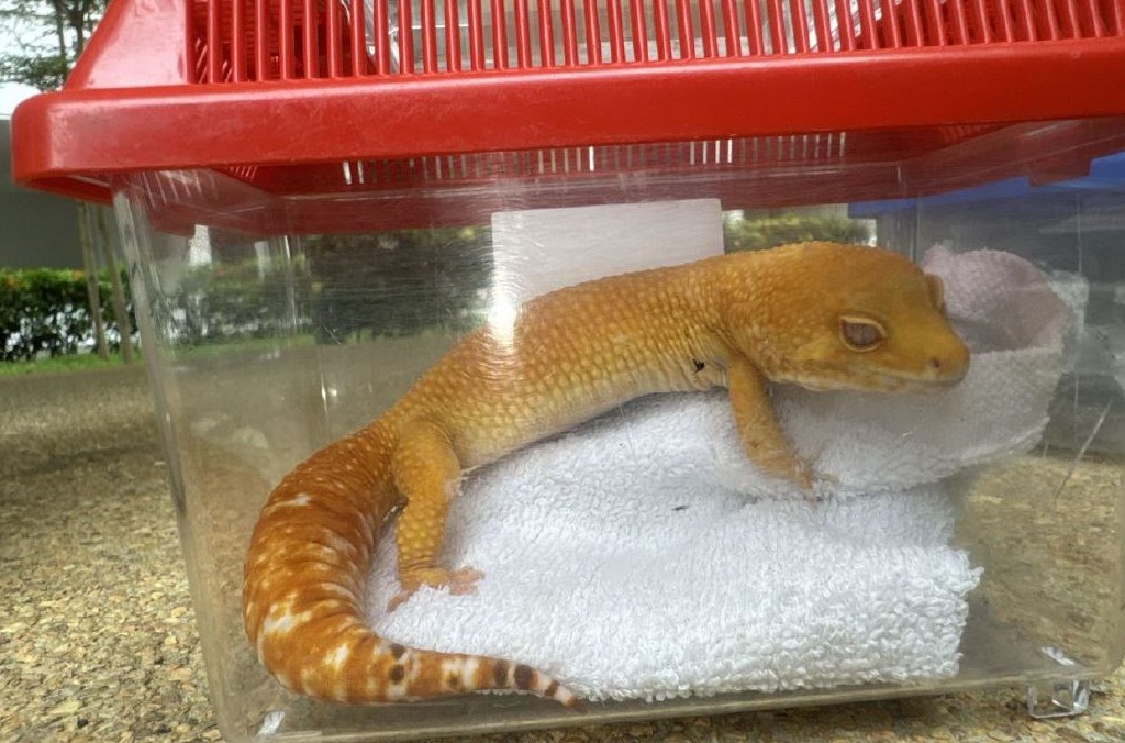 Laporan Ungkap Jaringan Kejahatan Satwa Kian Massif