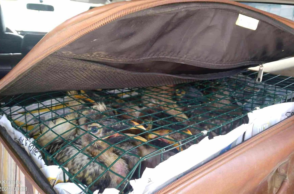 Laporan Ungkap Jaringan Kejahatan Satwa Kian Massif