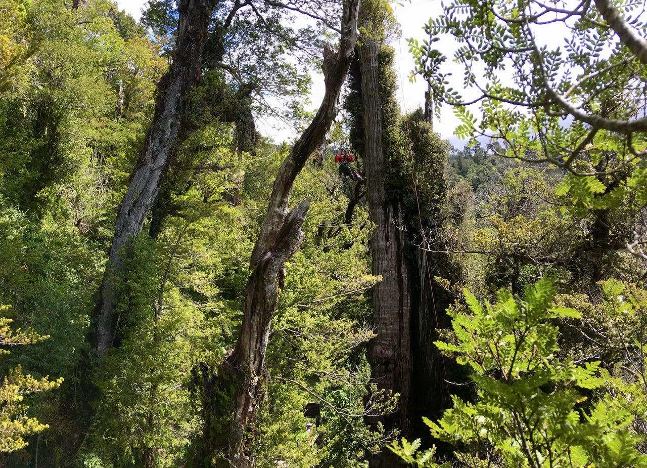 Pohon Tertua di Dunia Berusia 5.484 Tahun Terancam Punah Akibat Perubahan Iklim dan Wisatawan