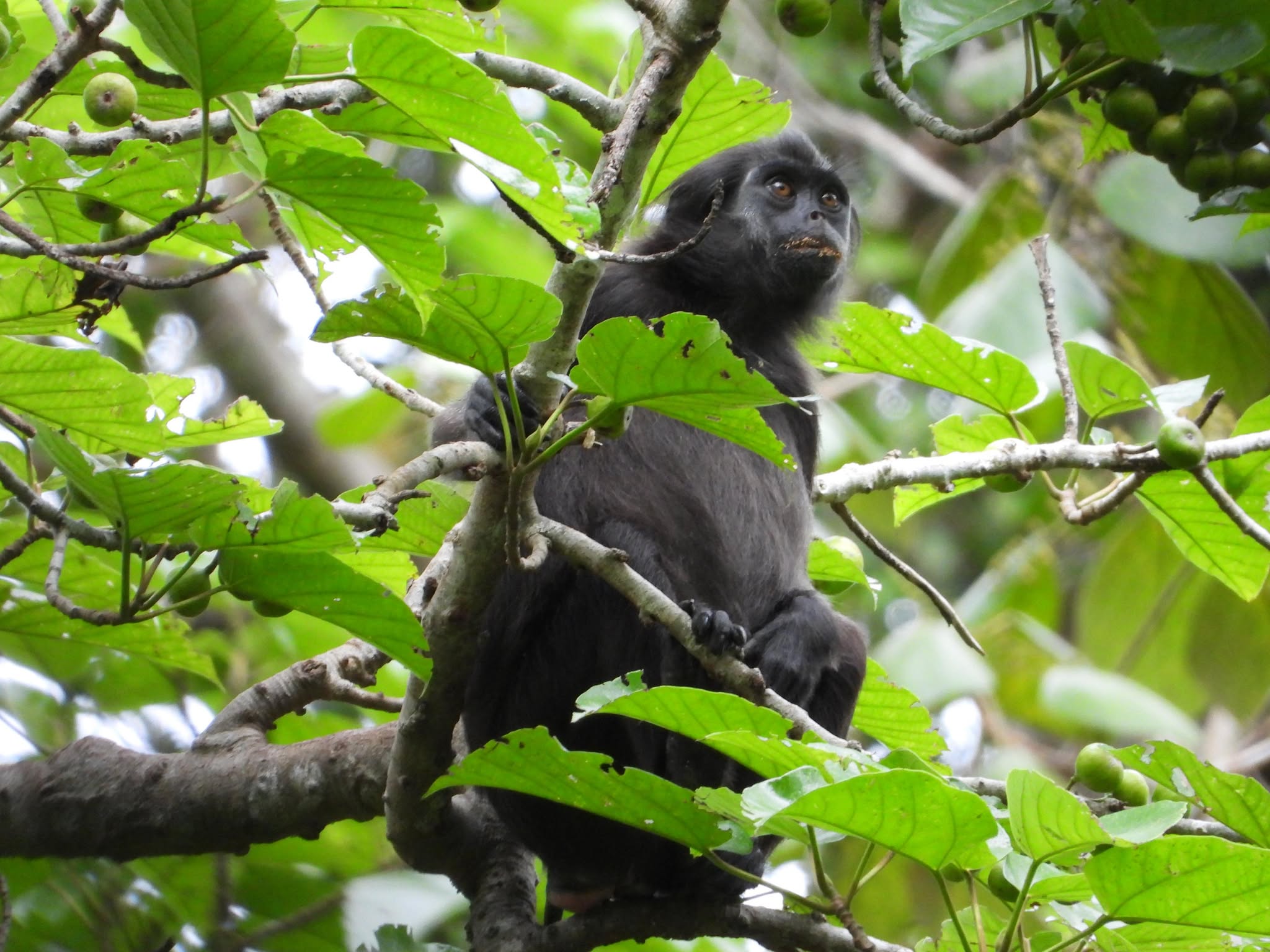 Antara Ritual dan Perubahan: Kisah Sikerei dan Masa Depan Bilou di Siberut