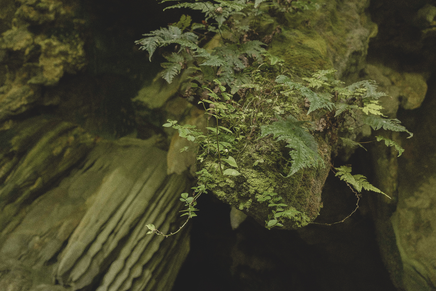 Keong Darat Endemik Sumatera Selatan, Spesies Baru yang Terabaikan