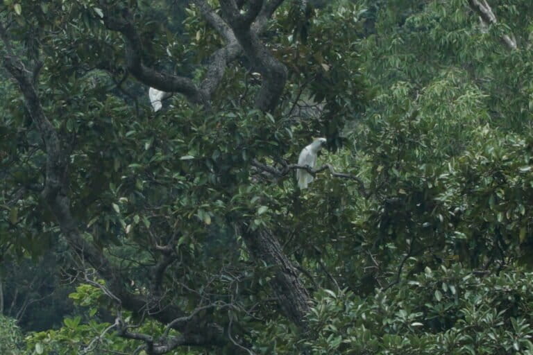 Studi Terbaru Ungkap Keterancaman Keanekaragaman Hayati Papua