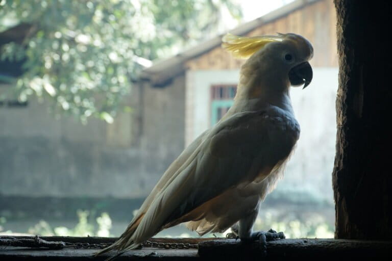 Studi Terbaru Ungkap Keterancaman Keanekaragaman Hayati Papua