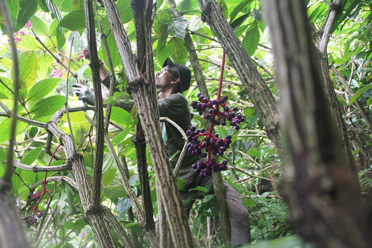 Bukan Hanya Simbol Konservasi, Parijoto Sumber Daya Genetik Gunung Muria