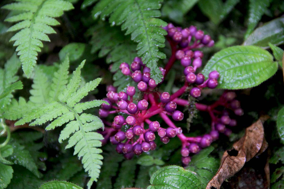 Bukan Hanya Simbol Konservasi, Parijoto Sumber Daya Genetik Gunung Muria