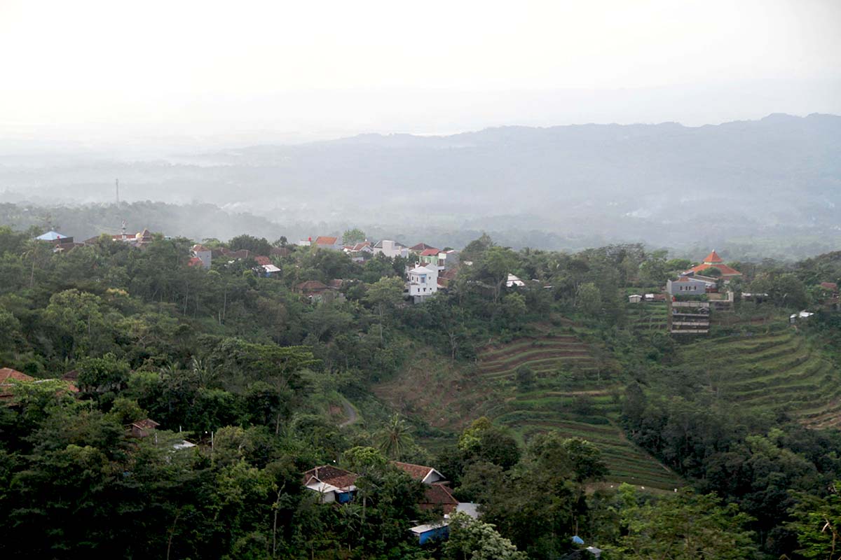 Bukan Hanya Simbol Konservasi, Parijoto Sumber Daya Genetik Gunung Muria
