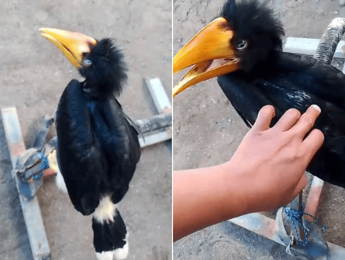 Begini Berbagai Modus Jual Beli Satwa Ilegal secara Online