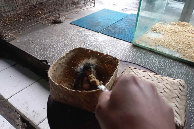 Begini Berbagai Modus Jual Beli Satwa Ilegal secara Online