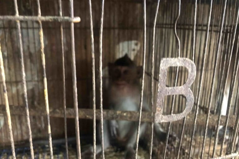 Begini Berbagai Modus Jual Beli Satwa Ilegal secara Online