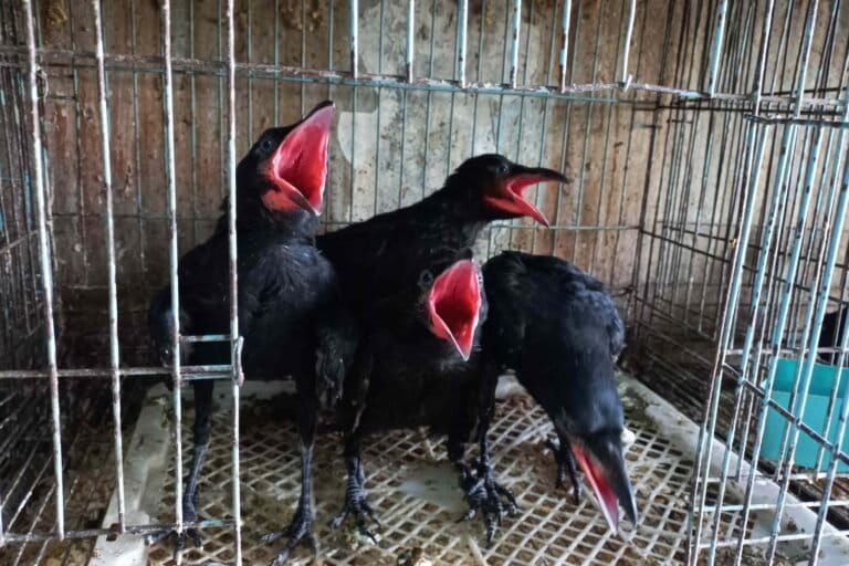 Begini Berbagai Modus Jual Beli Satwa Ilegal secara Online