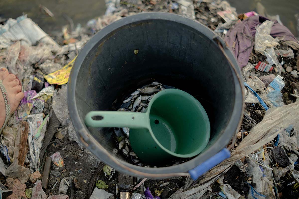Mikroplastik, Ancaman Baru Kucing Bakau di Lahan Basah
