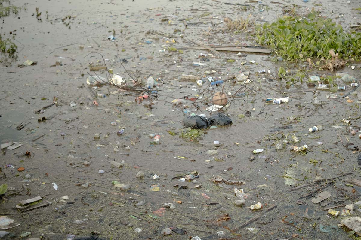 Mikroplastik, Ancaman Baru Kucing Bakau di Lahan Basah