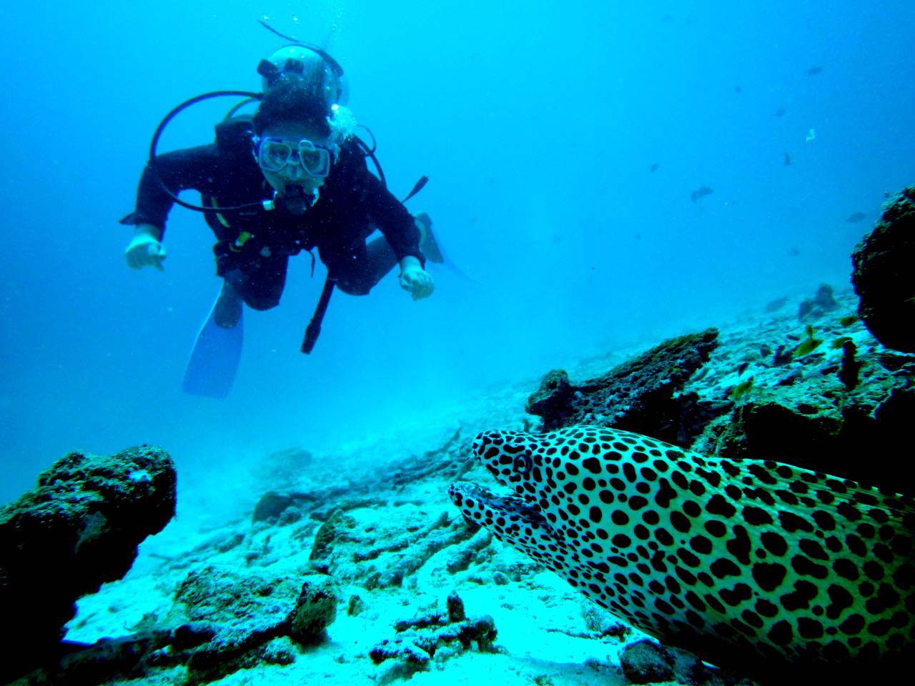 Belut Moray, Pemalu yang Sekilas Mirip Ular