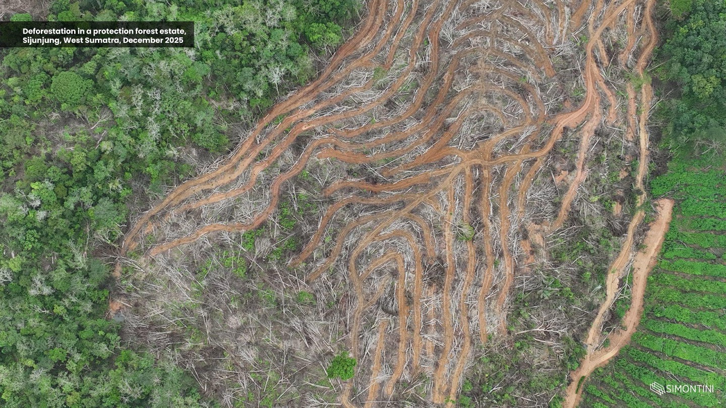 Riset Auriga Ungkap Lonjakan Deforestasi 2025