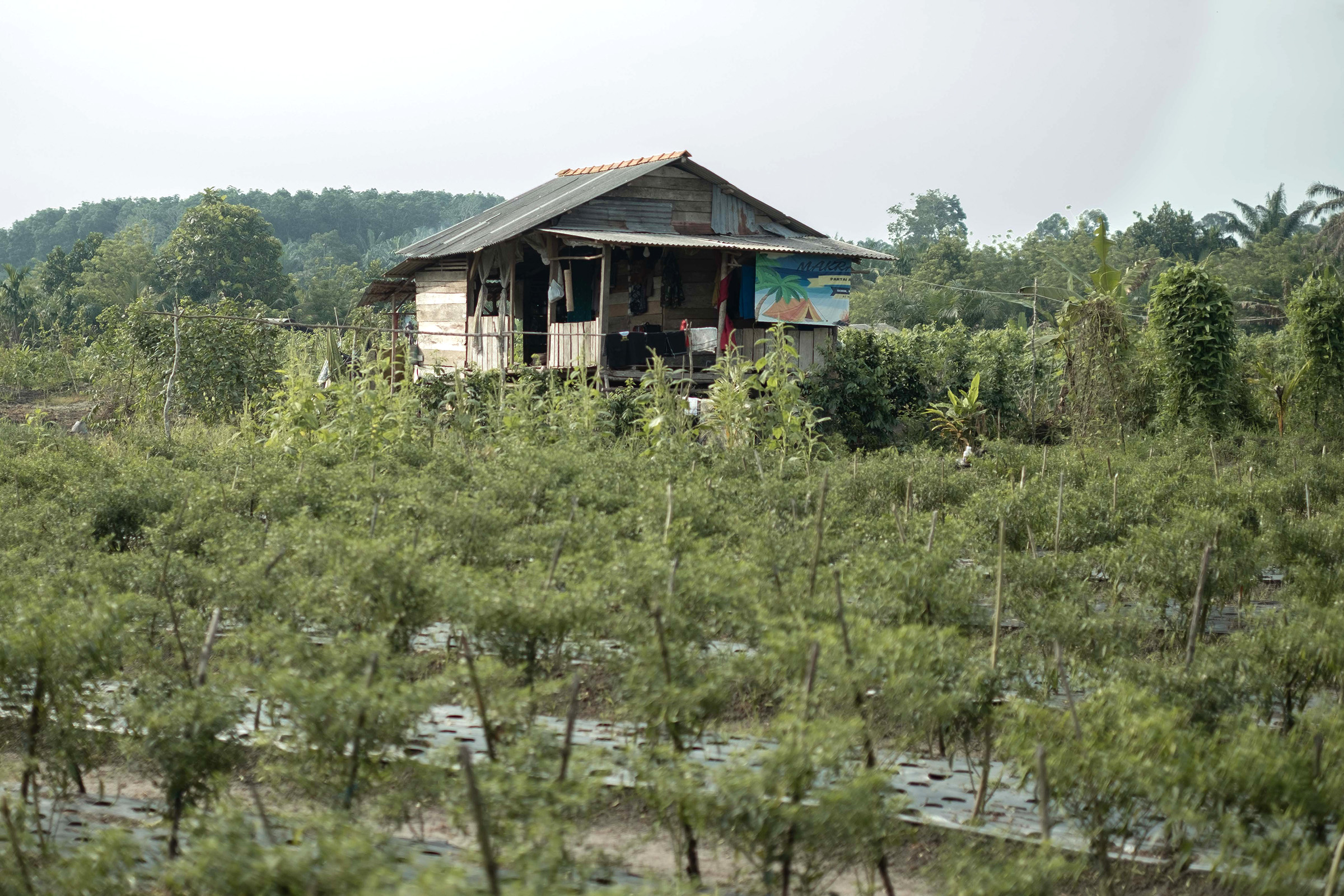 Menghidupkan Kembali Tradisi Menanam Sayur di Bangka Belitung