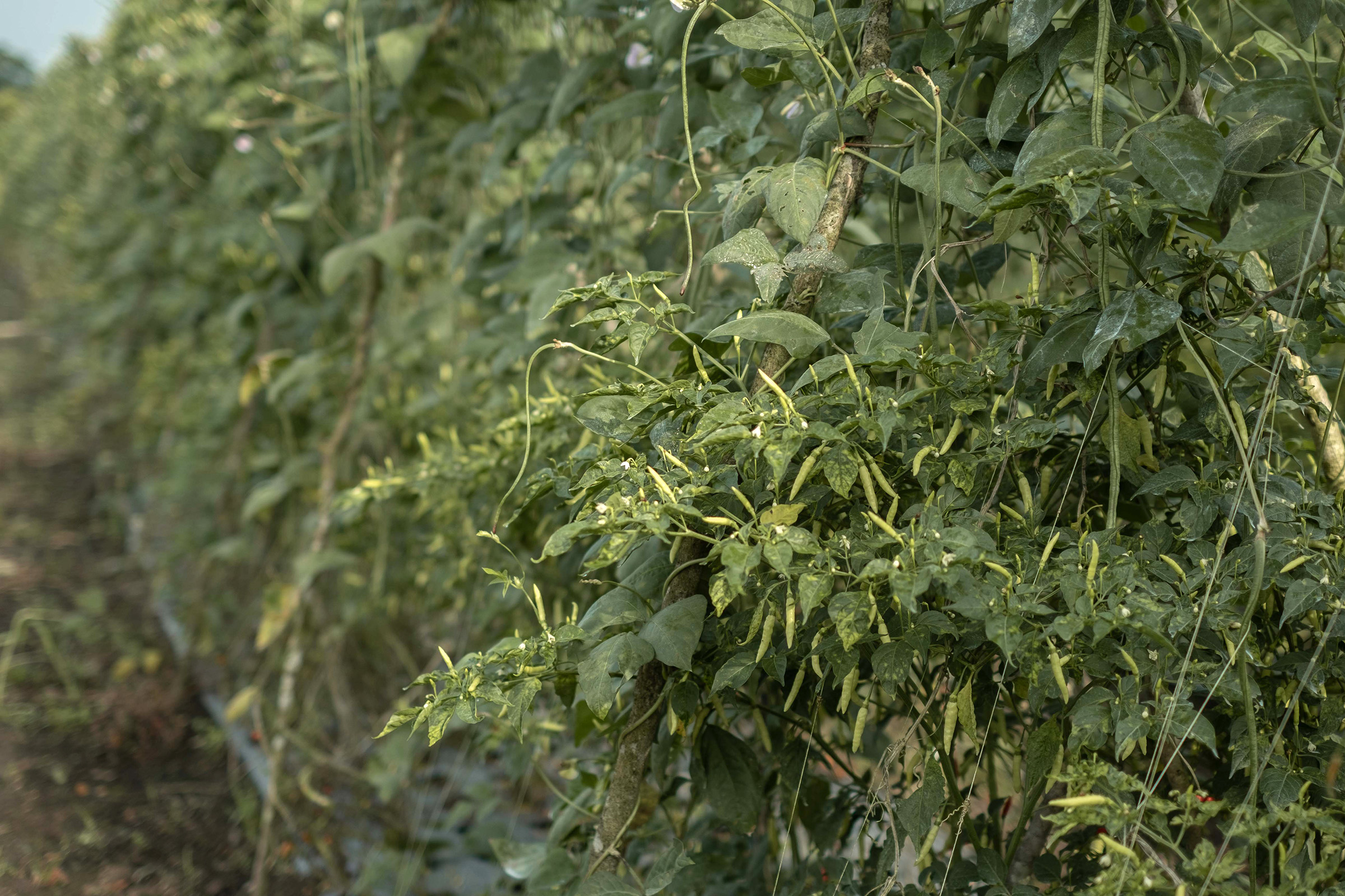 Menghidupkan Kembali Tradisi Menanam Sayur di Bangka Belitung