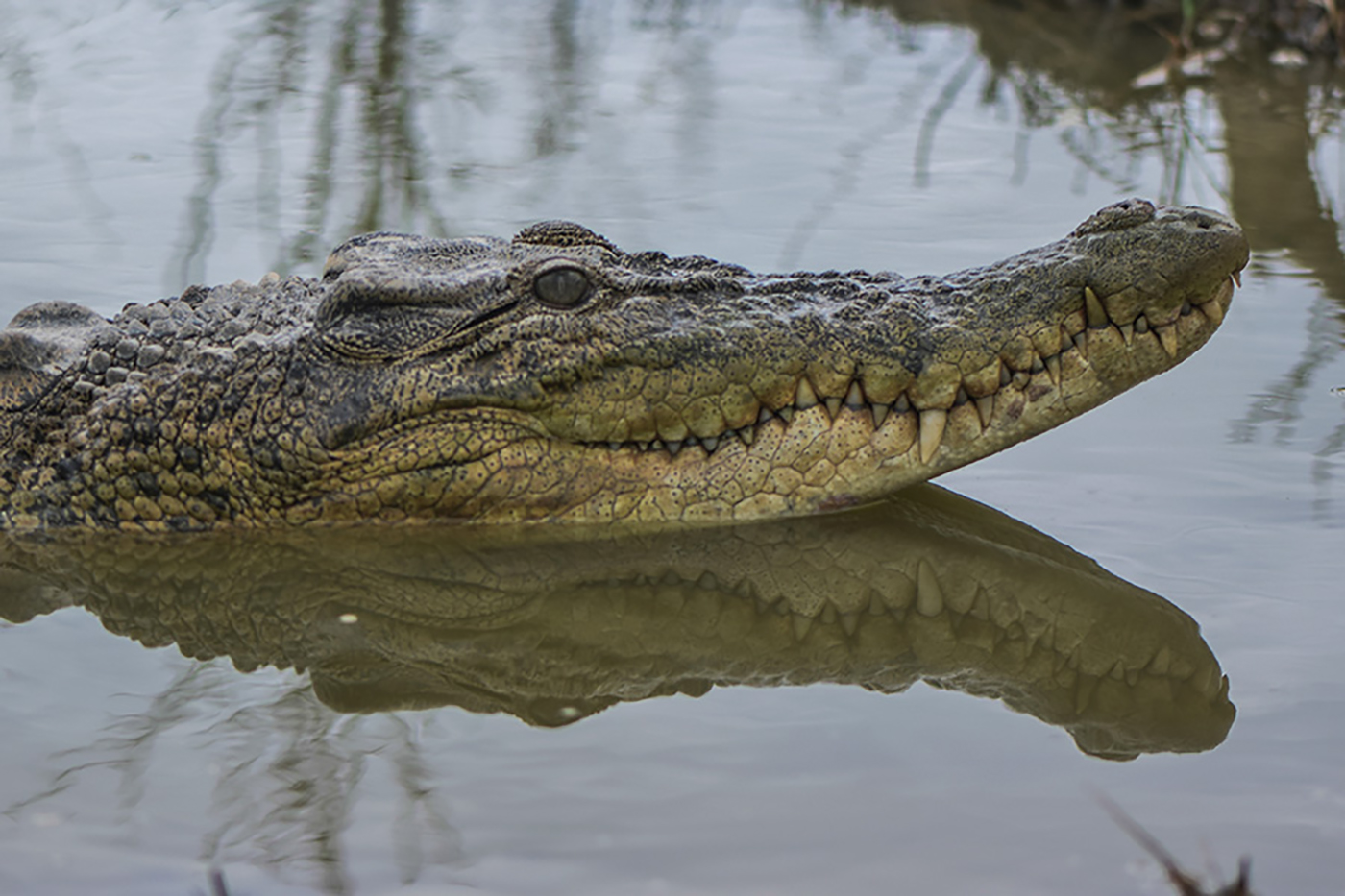 Bisakah Manusia Hidup Berdampingan dengan Buaya Muara?