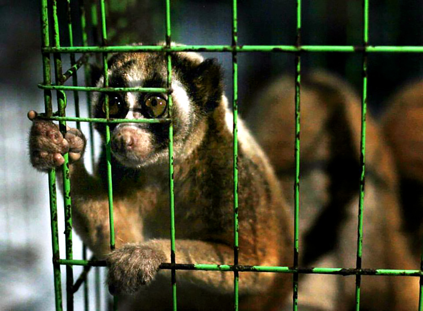 Kukang Bukan Hewan Peliharaan, Hidupnya di Hutan
