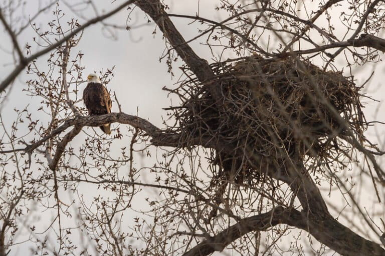 Beratnya Lebih dari 2 Ton, Inilah Arsitektur Sarang Burung Terbesar di Dunia