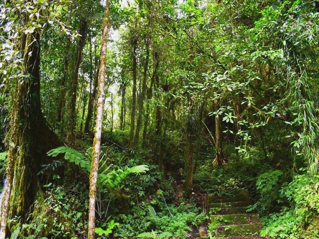 Hakim Ruteng Bebaskan Yohanes Flori dari Jerat Hukum Rusak Hutan