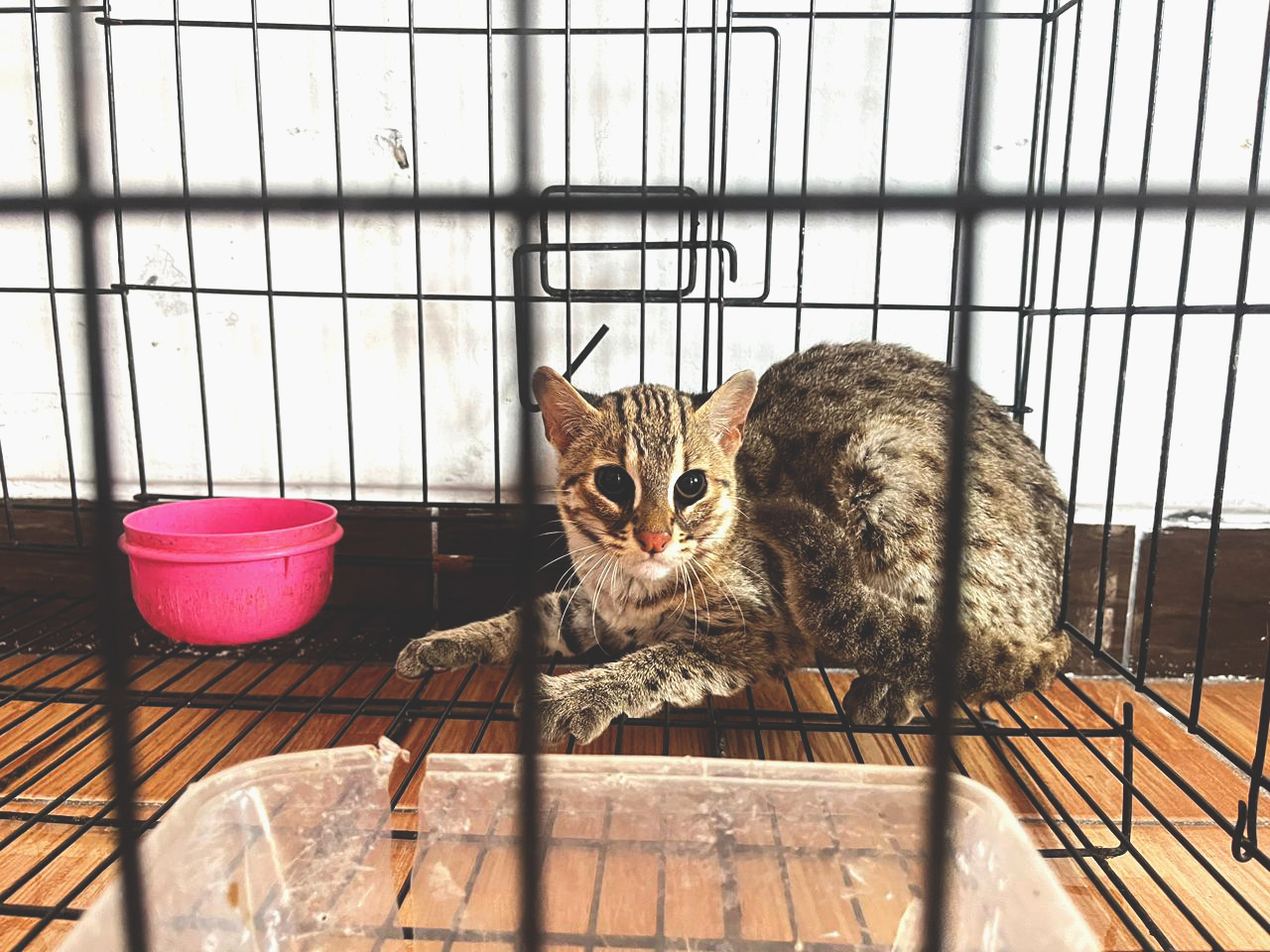 Kucing Kuwuk dan Kesadaran Konservasi Masyarakat Yogyakarta yang Tumbuh